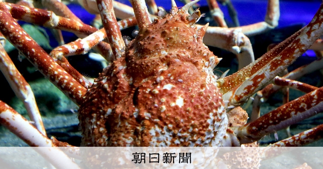 稀少レア四国太平洋沖深海生物タカアシガニふんどし腹リアル凹凸標本置物コレクション タカアシガニ」に「ラブカ」も！ 深海生物フィギュアのカプセルトイ