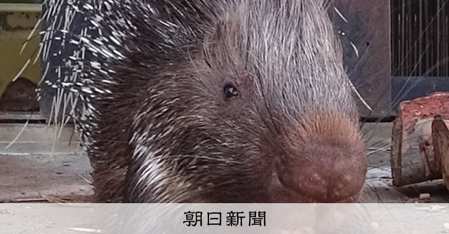 アルミ缶も貫くヤマアラシのトゲ 実は堅くて鋭い体毛 朝日新聞デジタル