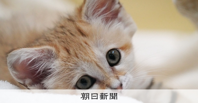 砂漠の天使」超接近 希少種スナネコの足音、鳴き声も：朝日新聞