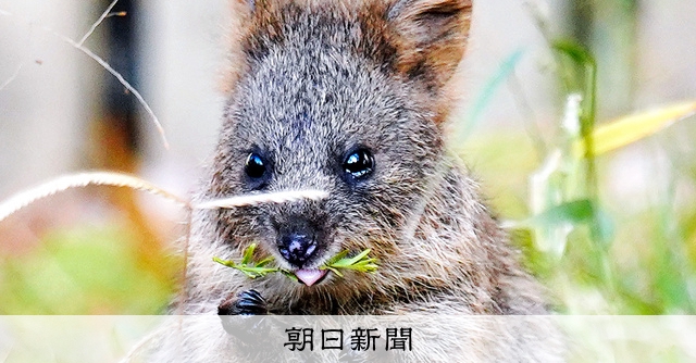 笑顔が世界一のクオッカ 360度カメラで見た表情は 朝日新聞デジタル