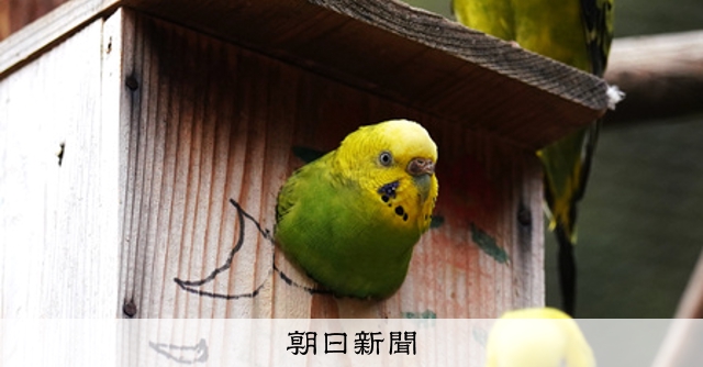 横浜に インコの楽園 巨大ケージに0羽飛び交う 朝日新聞デジタル