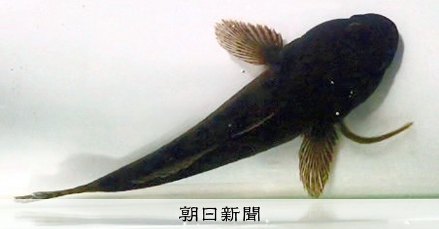 食べられたはずのウナギが復活 肉食魚のエラからニョロリ 撮影成功 朝日新聞デジタル