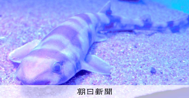 海の寅さん 見に来て ペンギン水族館で特別展示 朝日新聞デジタル 海の寅さん 見に来て ペンギン水族館で特別展示 朝日新聞デジタル