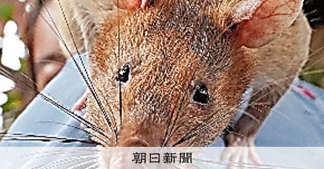 地雷探知に奔走、英雄ネズミ逝く カンボジア：朝日新聞