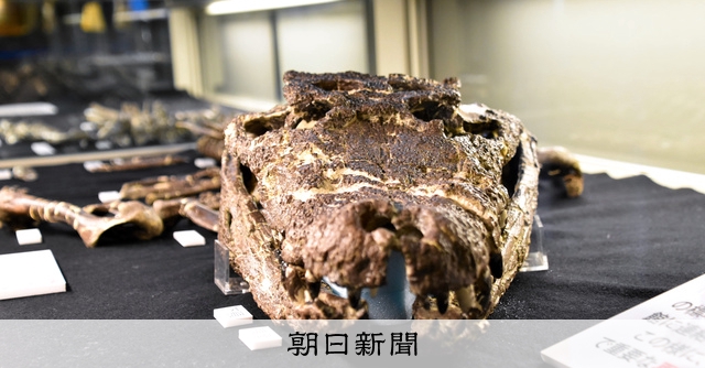 化石標本絶滅種ワニ類 ディロサウルス極美麗