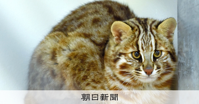 ツシマヤマネコ 那須どうぶつ王国に仲間入り 朝日新聞デジタル