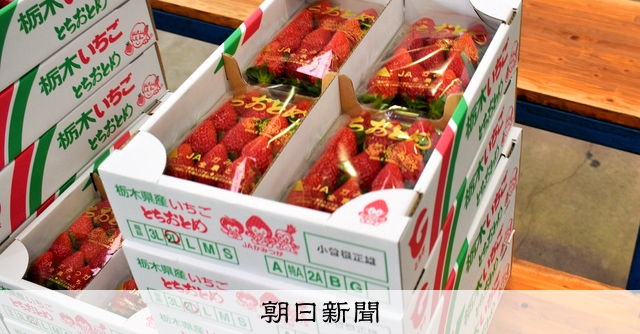 あまおうVSとちおとめ イチゴ産出額で統計ミス 1位だったのは？：朝日新聞