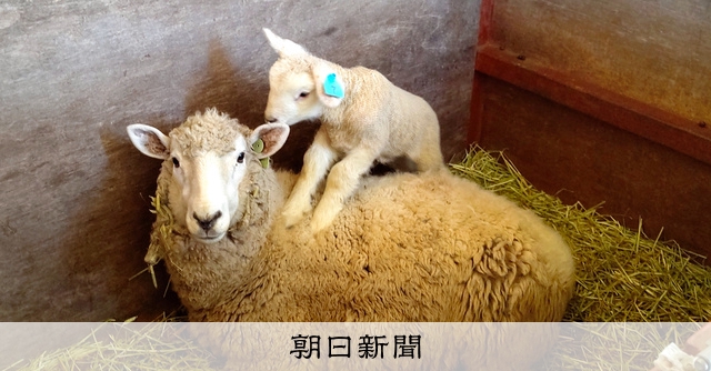 伊香保グリーン牧場で羊の出産ラッシュ [群馬県]：朝日新聞