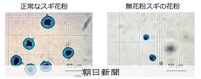 無花粉のスギ林 できるかも 新潟大などが原因遺伝子を特定 朝日新聞デジタル