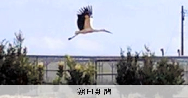 沖縄の島に「幸せを運ぶ鳥」 撮った写真は宝物に [沖縄県]：朝日新聞