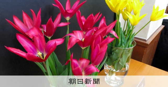 富山のチューリップ 新品種の名は 県が開発 [富山県]：朝日新聞