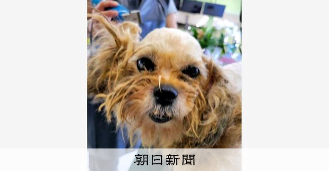 動物虐待の摘発 過去最多 猫が半数以上 うさぎやカメも 朝日新聞デジタル