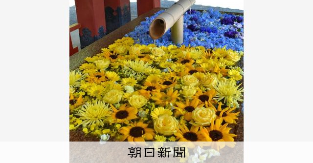 平和を祈る 青と黄色の 花手水 鎌倉市の鶴岡八幡宮 朝日新聞デジタル