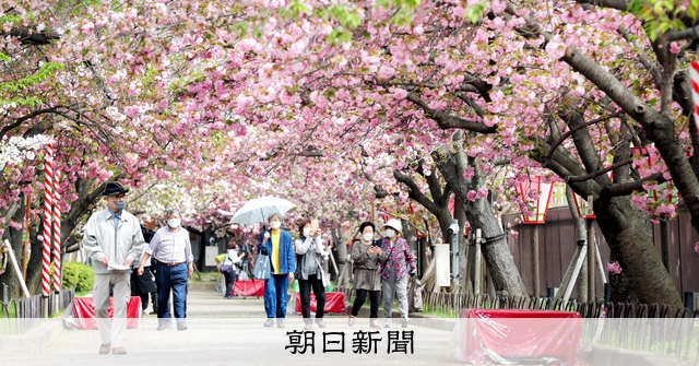 桜の通り抜け AS20220413001283_comm.jpg