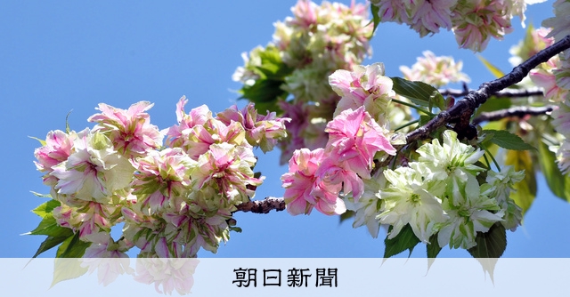 桜シリーズ⭐︎オイル入り 桜の花びらひょっこり猫ちゃんの桜 