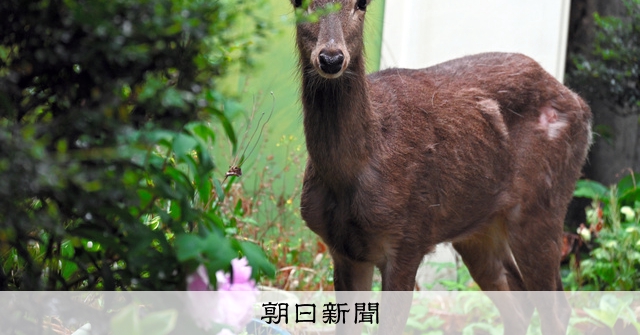 住宅街にシカ出現、1頭捕獲も別にも? 警察が注意呼びかけ 埼玉 [埼玉県