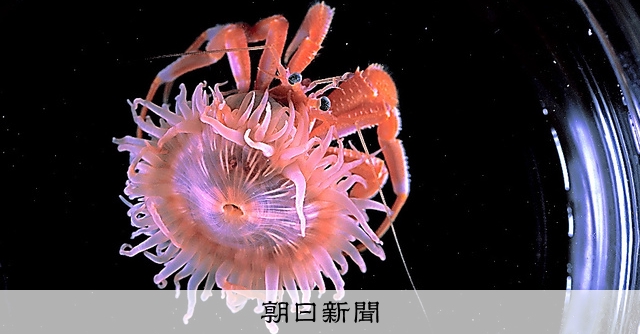 ヤド」カリて「増築」 共生イソギンチャク、新種認定：朝日新聞