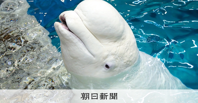 国内最高齢44歳、シロイルカ「ホドイ」安らかに 名古屋港水族館 [愛知