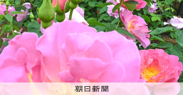 31日まで ばらまつり とっとり花回廊 朝日新聞デジタル