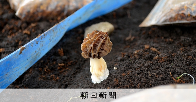 希少高級キノコ 産地化なるか ハウス栽培成功 たき火跡が好条件 朝日新聞デジタル