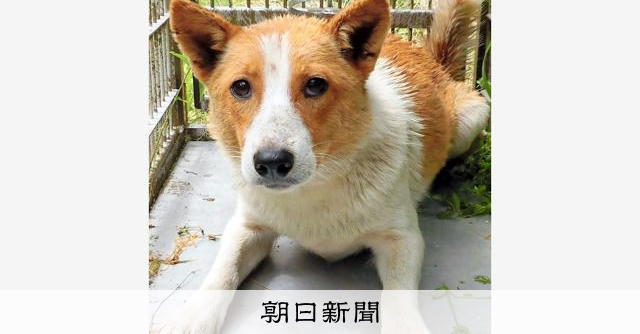 犬の殺処分 全国最多から初のゼロへ 実を結んだ茨城の取り組み 朝日新聞デジタル 犬の殺処分 全国最多から初のゼロへ 実を結んだ茨城の取り組み 朝日新聞デジタル