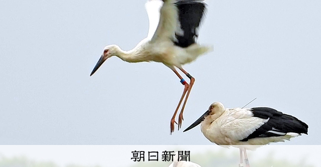 実はたくましいコウノトリ 渡良瀬遊水池でみたその魅力 朝日新聞デジタル