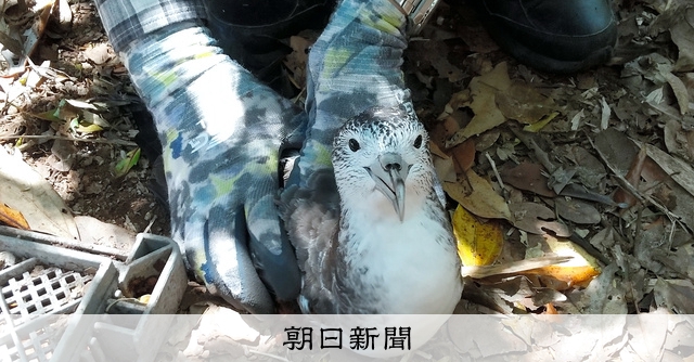 オオミズナギドリの剥製 マメルビ on X: 