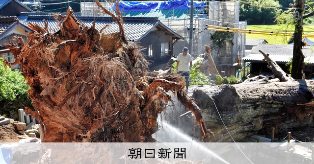 倒木の危険 地域のシンボルでも 人命優先、求められる決断：朝日新聞