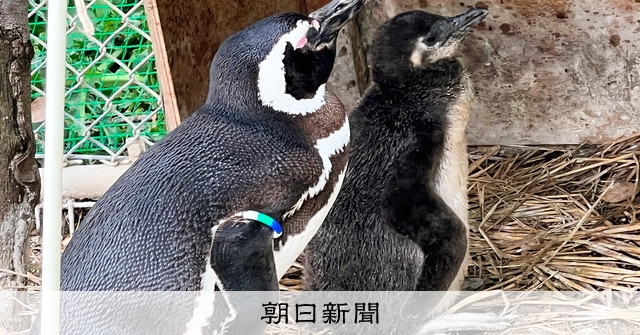 ペンギン、赤ちゃんラッシュ 新潟で17羽誕生「成長見守って」 [新潟県