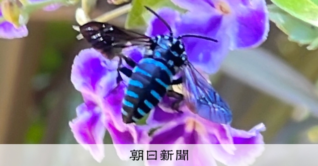 幸福の青い蜂 ビネット標本 【公式通販】