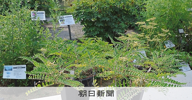 フォト）地味な姿の宝物 野生絶滅種ナルトオウギ：朝日新聞