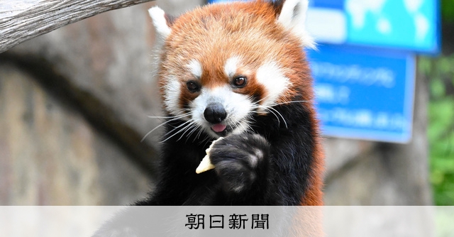 レッサーパンダも七夕祭り リンゴつかむ姿「可愛い」 野毛山動物園