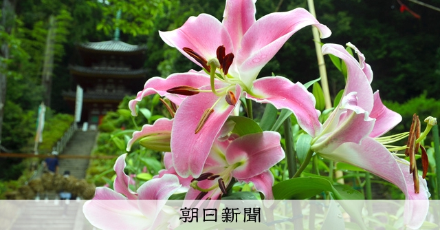 ユリが満開 大和郡山の松尾寺 朝日新聞デジタル