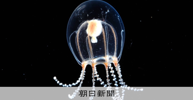 江の島の謎クラゲ、新種だった 学名は「8本のこん棒を持つ踊り子