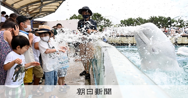 イルカの水しぶき、浴びて笑顔に 3年ぶりの納涼催し、横浜・八景島