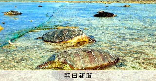旅行やめた」ウミガメ大量死の島に抗議 町長「共存に取り組む」 [沖縄