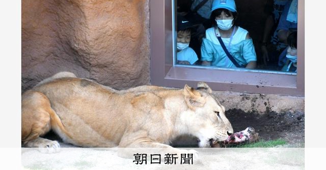 新猛獣舎がオープン ジャガー2頭が仲間入り 日立 かみね動物園 朝日新聞デジタル