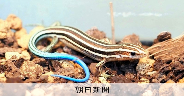 オキナワトカゲに赤ちゃん 絶滅危惧2類、繁殖に初成功 [沖縄県]：朝日新聞