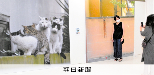 ケンカ、しがみつき…「必死すぎるネコ」投稿し放題 岡山でパネル展