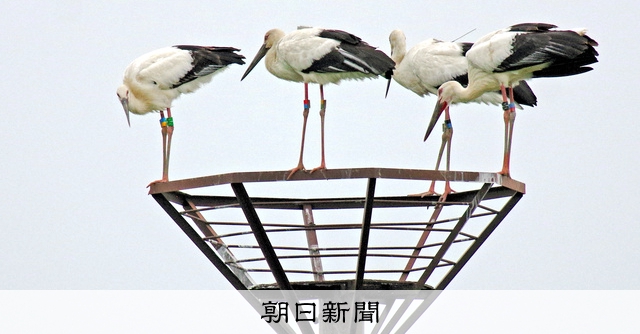 コウノトリ観察記 見事な子離れ 朝日新聞デジタル