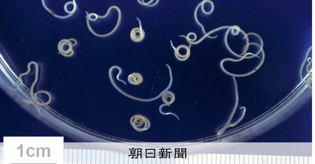 アニサキス食中毒、加熱・冷凍で予防 秋はサンマの刺し身にご注意