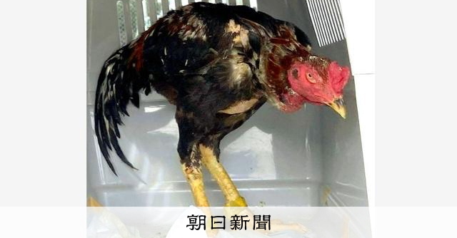 路上に軍鶏！「持っている装備で何とか確保するんだ」 警察官が急行 [沖縄県]：朝日新聞