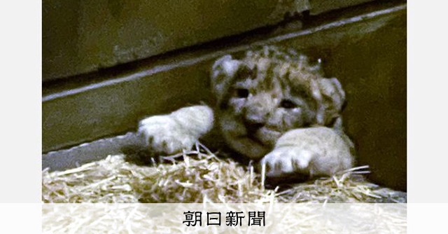 ライオンの赤ちゃん3頭誕生 とくしま動物園 [徳島県]：朝日新聞