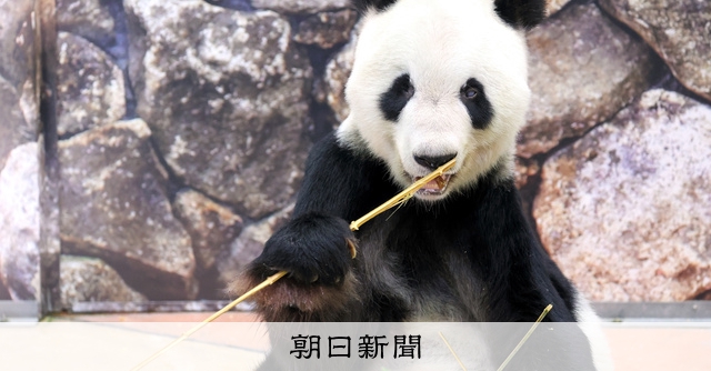 16頭のお父さん「永明」が30歳に 雄では世界2番目の高齢パンダ [和歌山