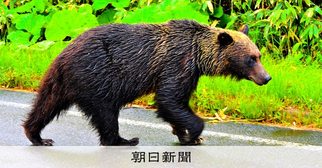 札幌ドーム敷地内でヒグマ目撃、草踏み倒した跡　市街地周辺で警戒：朝日新聞デジタル - Vimarsana News
