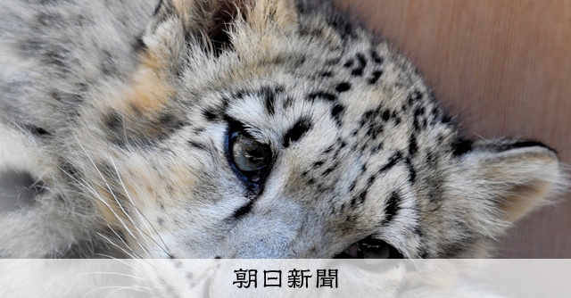 ユキヒョウベビー❤️雪豹♥生後2週間(≧∇≦)b♥まなあきちゃん御予約❤️ ユキヒョウベビー❤️雪豹♥生後2週間(≧∇≦)b♥まなあきちゃん御予約