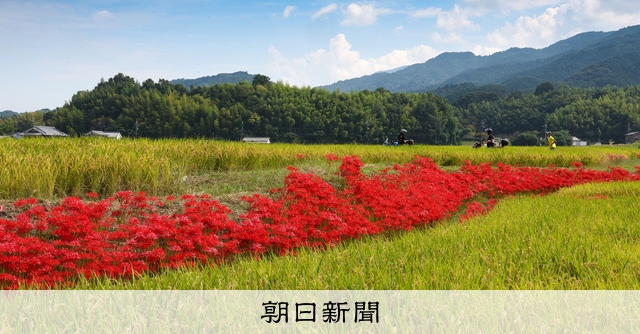 あぜ道を真っ赤に染めるヒガンバナ 奈良・明日香村で見頃 [奈良県