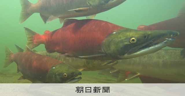 大量に遡上したベニザケ 釧路水系に50匹の群れ いったいなぜ [北海道]：朝日新聞