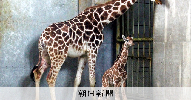 アミメキリンのお母さん事故死 父と子残される 北海道 旭山動物園 朝日新聞デジタル