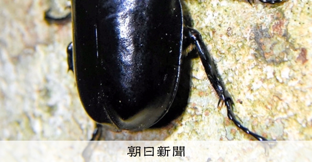 野生のクワガタやカブトムシ、30年前から激減…久米島町が保護条例